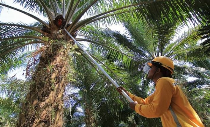 Indonesia Negara Sawit Terbesar Dunia